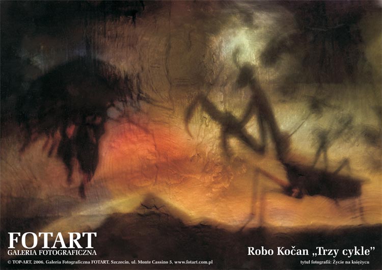 Plakat Kocan