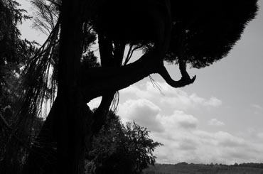 Stromolez, R. Kocan